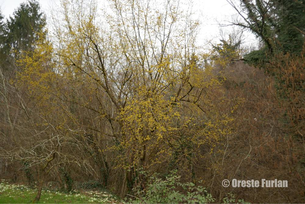Foto del Corniolo sui Colli Berici, scattata da Oreste Furlan